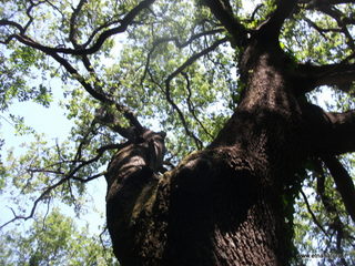 verella Cugnu di Mezzu09-06-2013 12-37-15